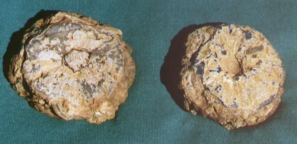 lithophysal button