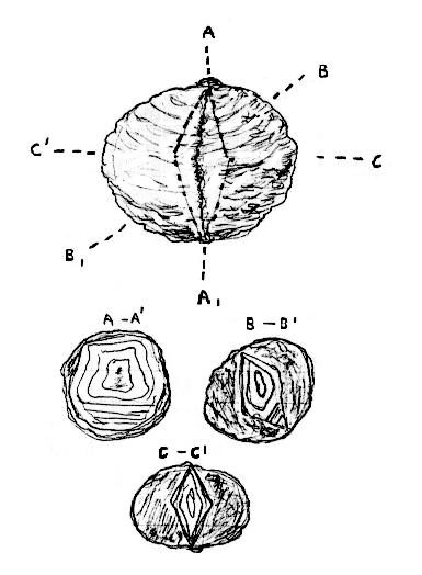 Diagram for cutting a biconoid