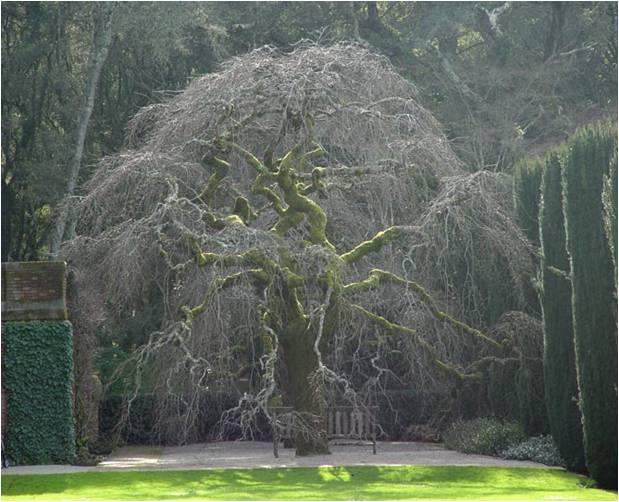 Elven Tree