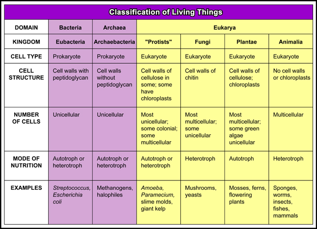 Kingdom Eubacteria Chart