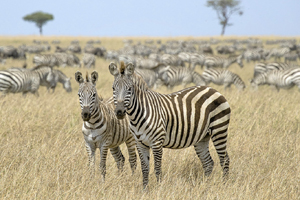 A herd of zebra