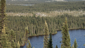 Boreal Forest - Taiga