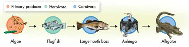 Food Chain