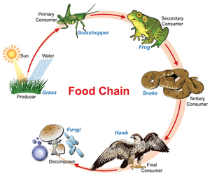 Food Chain