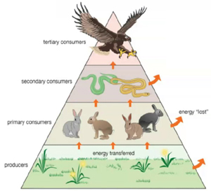 Pyramid of Biomass