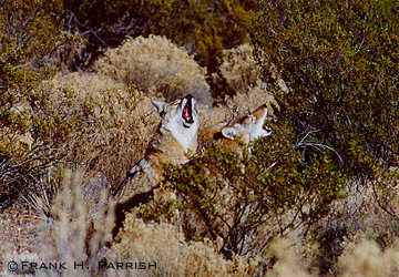 Howling Coyotes