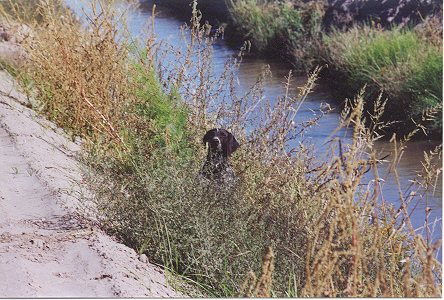 Heidi in ditch