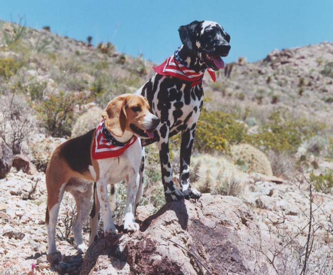Beagle Dalmatian