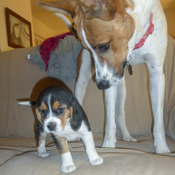 Polly the Shepard/Beagle mix and Lizzie the Beagle puppy