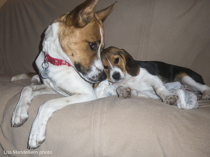 Polly the shepard/beagle mix and Lizzie the beagle puppy