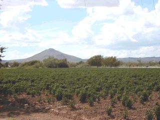 Pepper growing in Las Cruces, NM.
