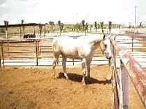 Ag business in Las Cruces, NM.