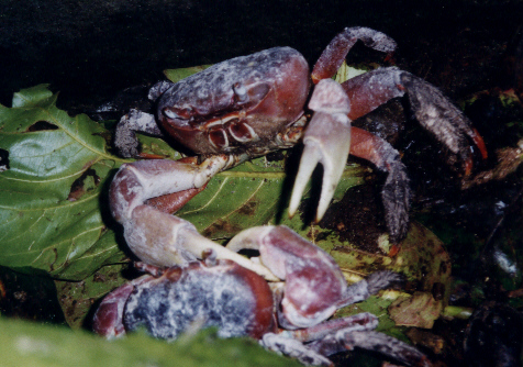 Land Crabs, Diego
                      Garcia