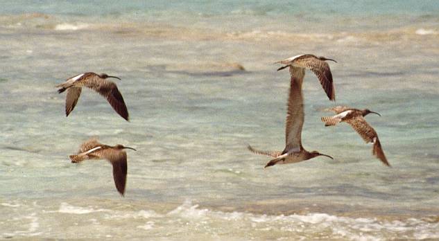 Whimbrels on Diego
          Garcia, 1988
