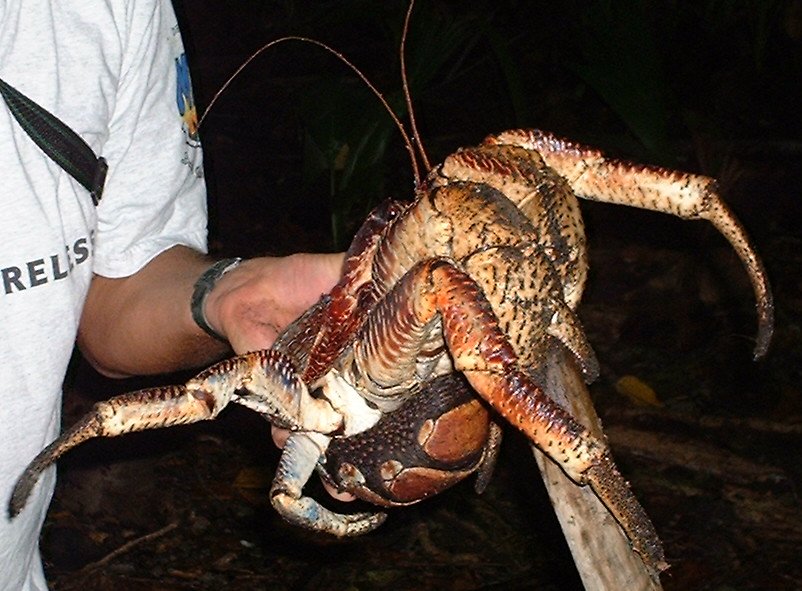 Female Coconut Crab with Eggs