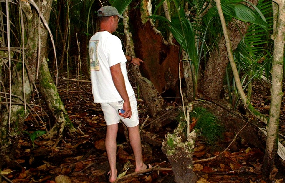 Typical Coconut Crab Habitat and Hiding
                      Place