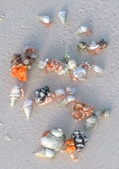 Juvenile Coconut Crabs - Diego Garcia, 2002