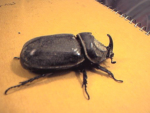 Diego Garcia Male
                      Rhinoceros Beetle