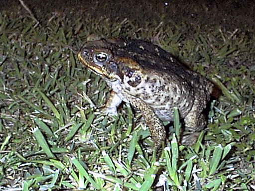 Bufo Marina Toad,
                    Diego Garcia