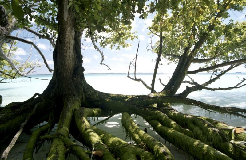 Exposed Roots
                        from erosion, Diego Garcia 2006