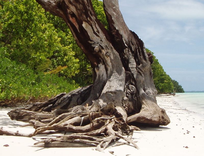 Trees killed by erosion? Diego
                      Garcia, 2009