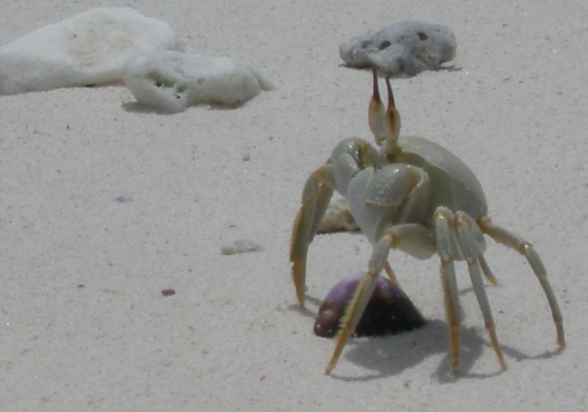 Ghost Crab,
                      Diego Garcia 2007
