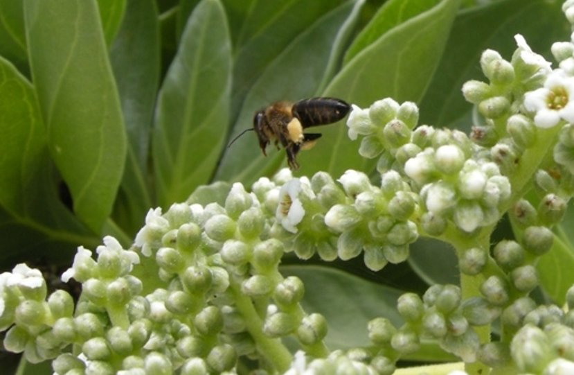 Honey Bee on Diego
                    Garcia, 2007