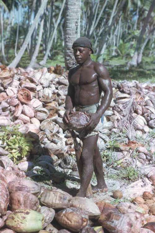 Samson the Coconut
                    Husker