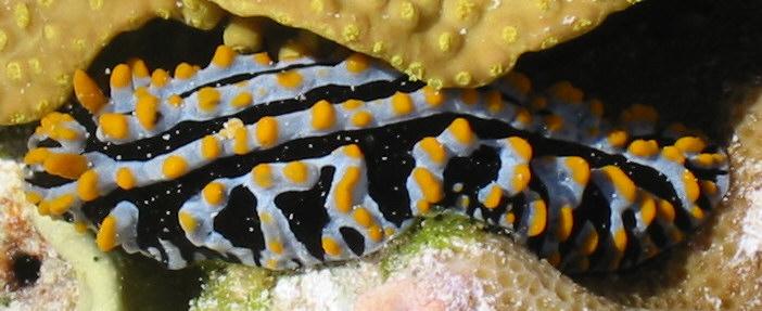 Sea Slug, Diego Garcia, Indian Ocean