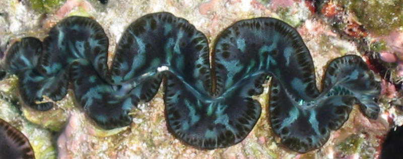 Giant Clam, Diego Garcia Indian Ocean