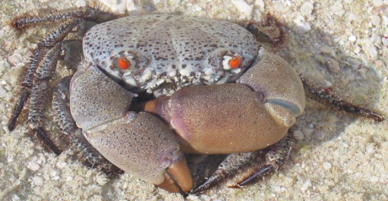 Stone Crab, Diego Garcia Indian Ocean