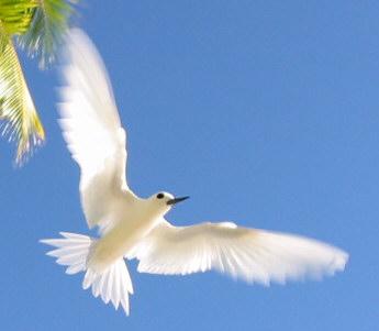 Fairy Tern, Diego Garcia