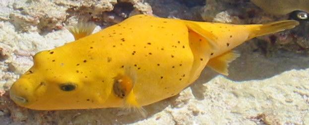 Yellow Blow Fish, Diego Garcia Indian Ocean