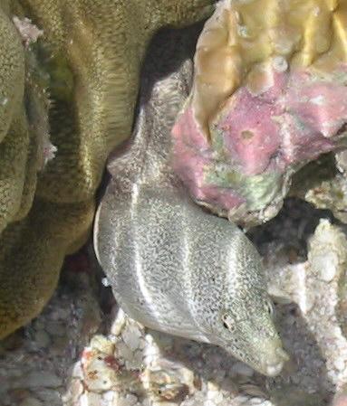 Moray Eel, Diego Garcia Indian Ocean