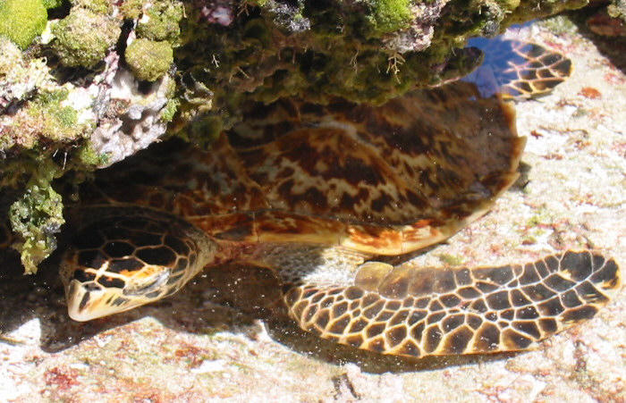Hawksbill Turtle, Diego Garcia Lagoon, Indian Ocean