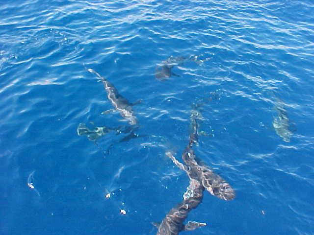 Sharks - Diego Garcia Lagoon