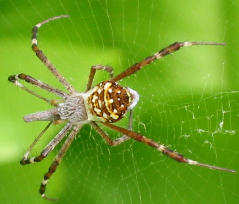 Diego Garcia Spider