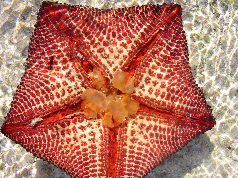 Starfish, Diego Garcia Indian Ocean