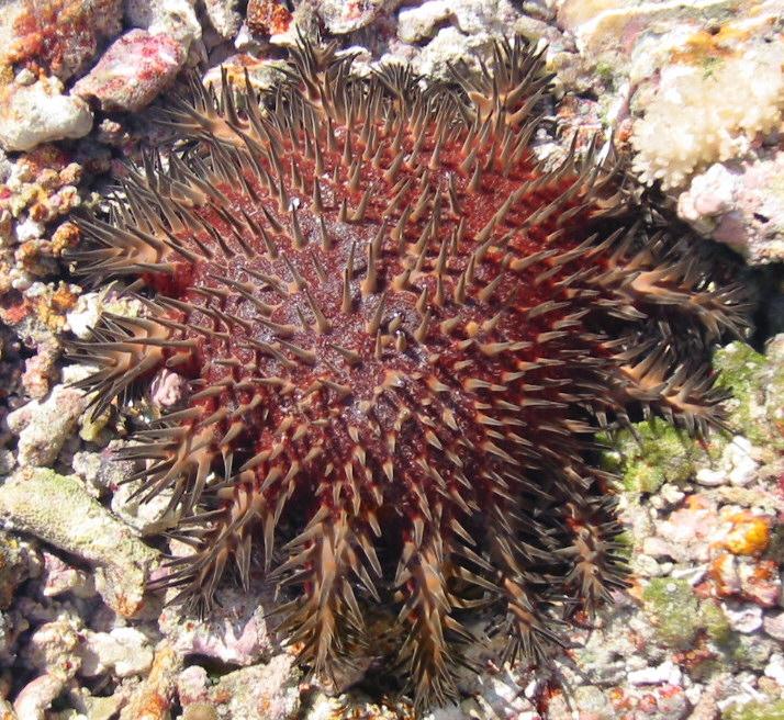 Sea Star, Diego Garcia, Indian Ocean