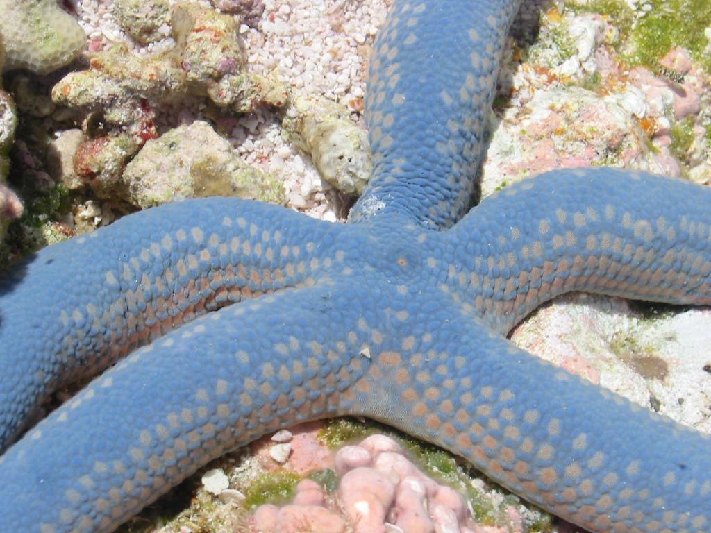 Star Fish, Diego Garcia, Indian Ocean
