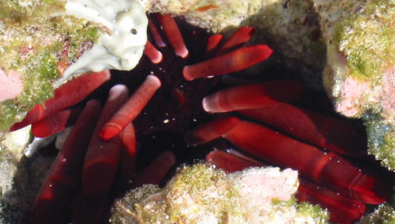 Sea Urchin, Diego Garcia Indian Ocean