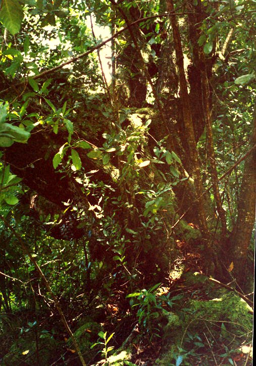 Takamaka Forest, Point Marianne Diego Garcia