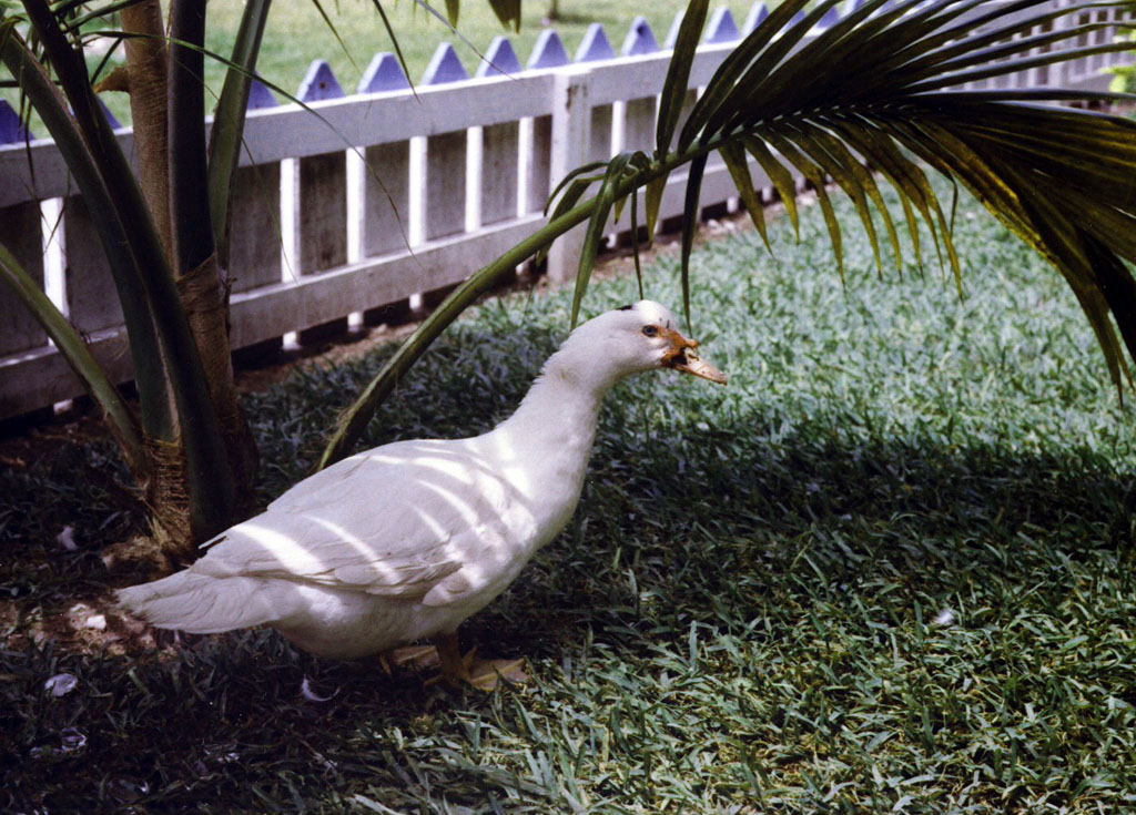 Commander
            Libby's Goose. Diego Garcia 1982
