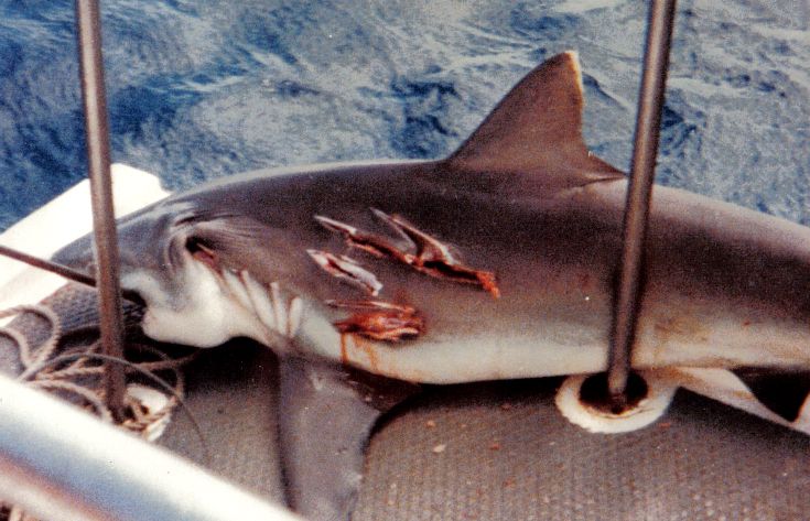 Shark as
Chum!