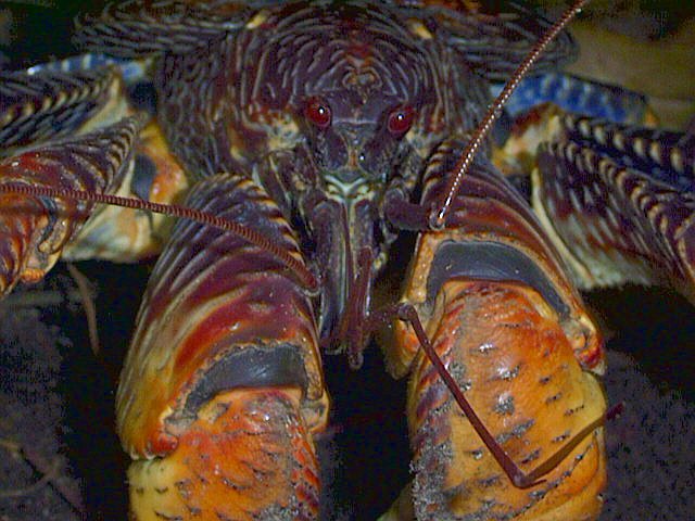 Diego Garcia Mature
                      Coconut Crab