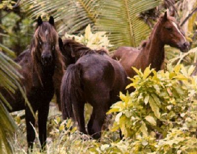 Horses on Diego
                        Garcia
