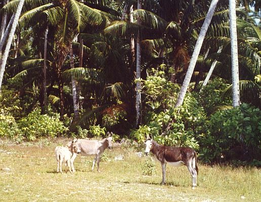 Diego Garcia Jackass
                      Family