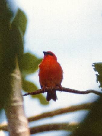 Madagascar Fody in Mating Season
                Plumage, Diego Garcia, 1982