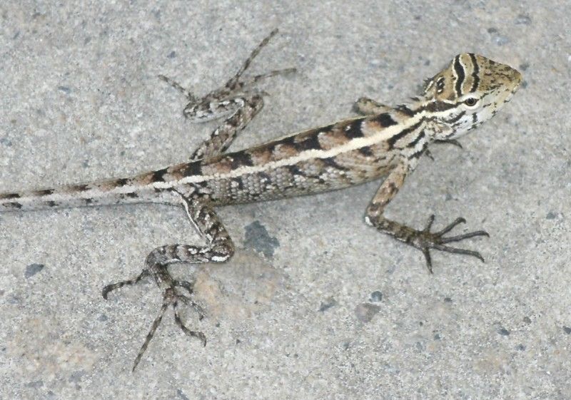 Garden Lizard