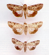 Valentine Moth - a
                      new species found on Diego Garcia